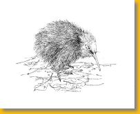 kiwi chick.jpg